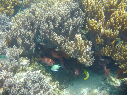 DSCF1012(3) fish coral (800x600) (800x600)